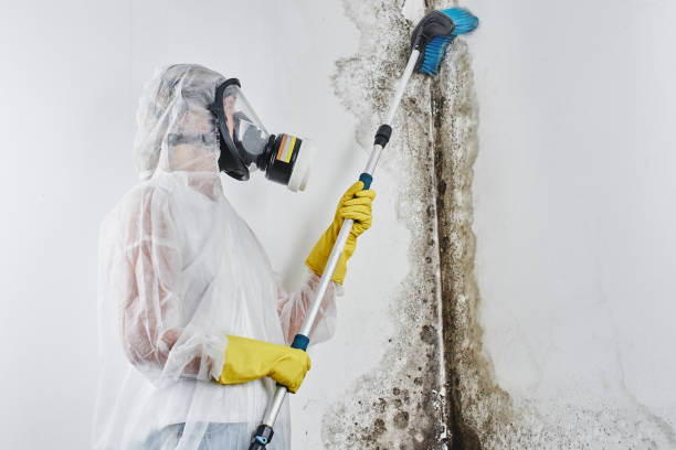 Best Basement Mold Removal  in Bethel Rk, PA